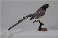 藏品(紅嘴藍鵲)的圖片